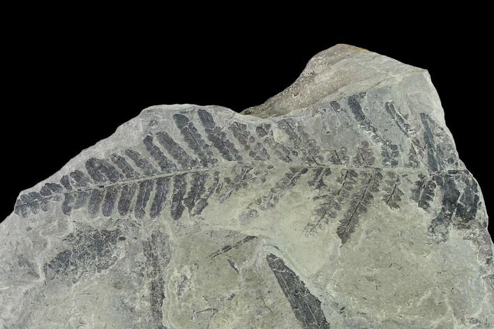 Pennsylvanian Fossil Fern (Neuropteris?) Plate - Kentucky #138542